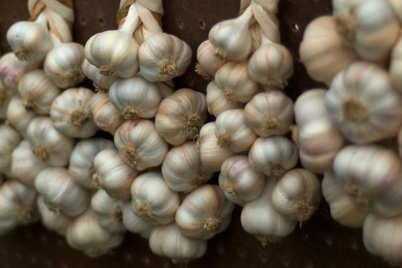 garlic garlic
