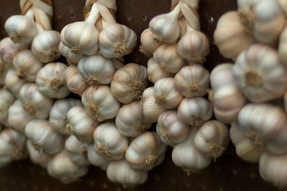 garlic