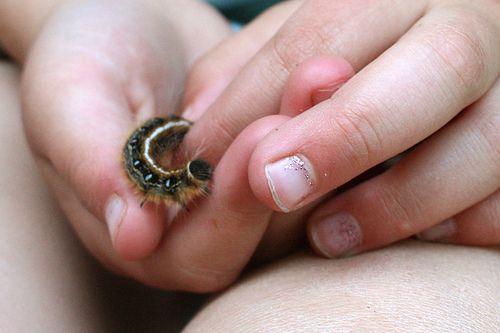 holding a caterpillar