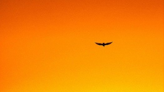bird