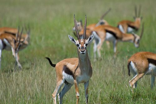 gazelle