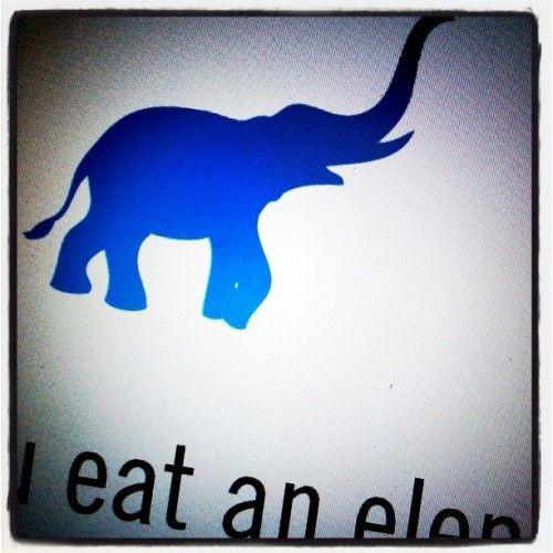 elephant close-up