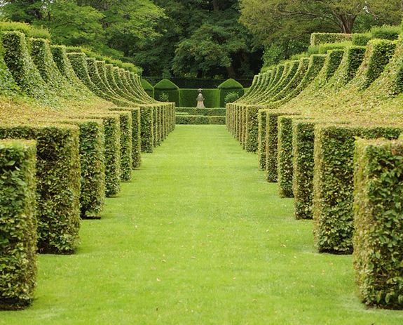 Topiary hedges in a garden