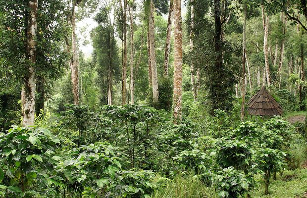 shade grown coffee