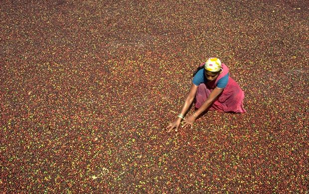 drying coffee beans