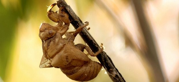 cicada shell