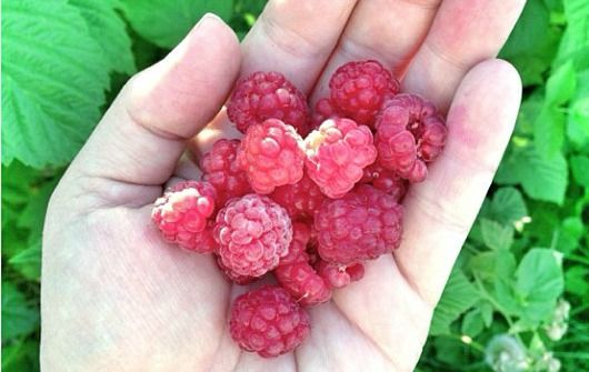 raspberries