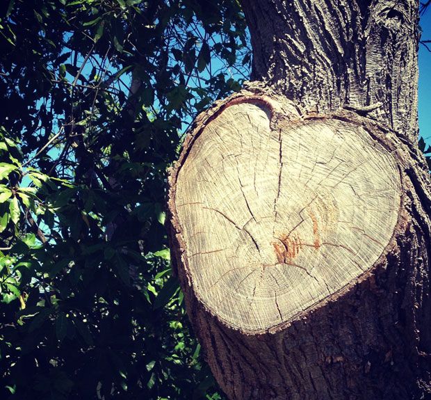 Heart-shaped tree cutting