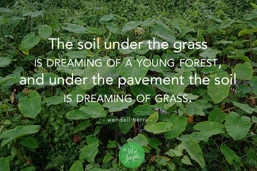 “The soil under the grass is dreaming of a young forest, and under the pavement the soil is dreaming of grass.” -Wendell Berry