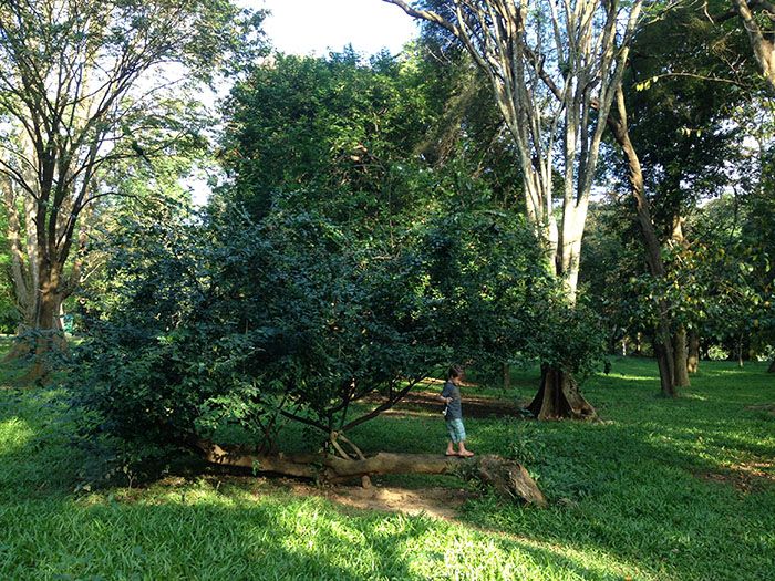 finn in sri lanka