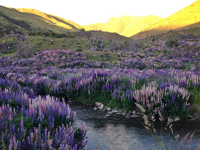 purple flowers in new zealand