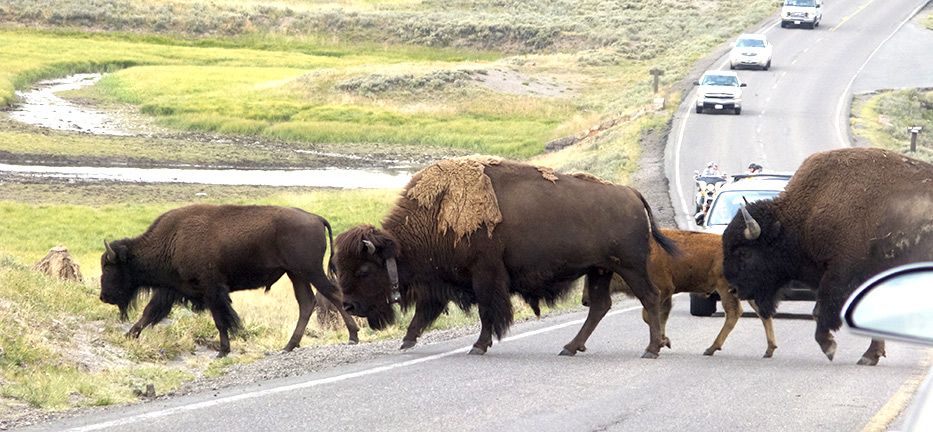 bison at yellowstone