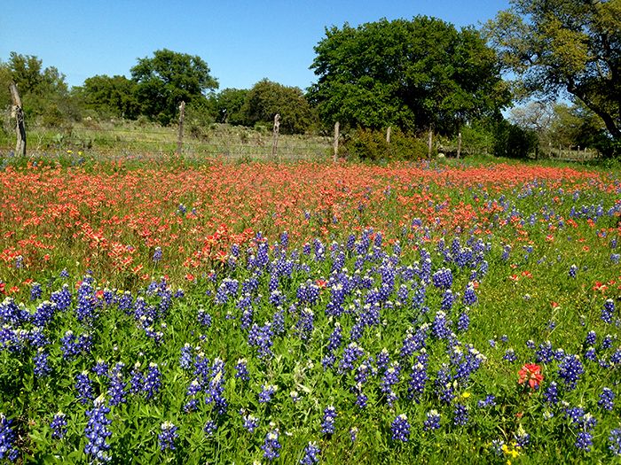 When roadside wildflowers are essential to your soul.