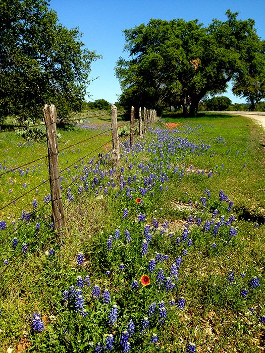 When roadside wildflowers are essential to your soul.