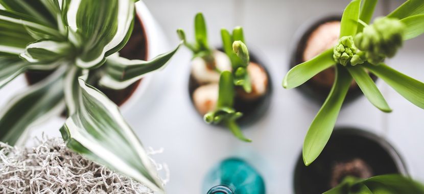 indoor plants