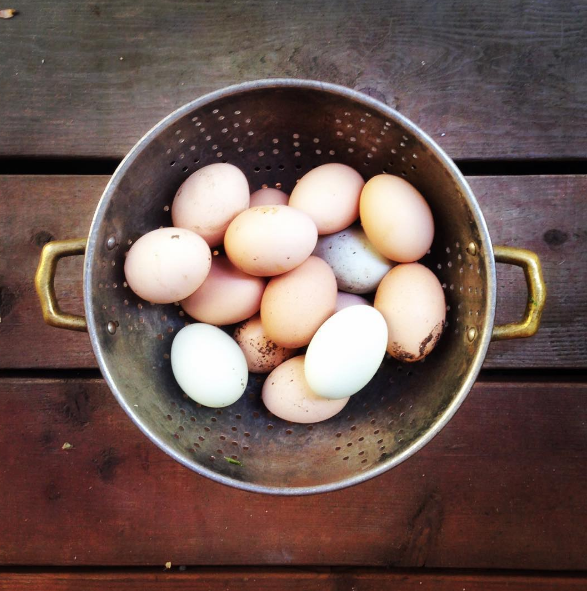 Backyard eggs